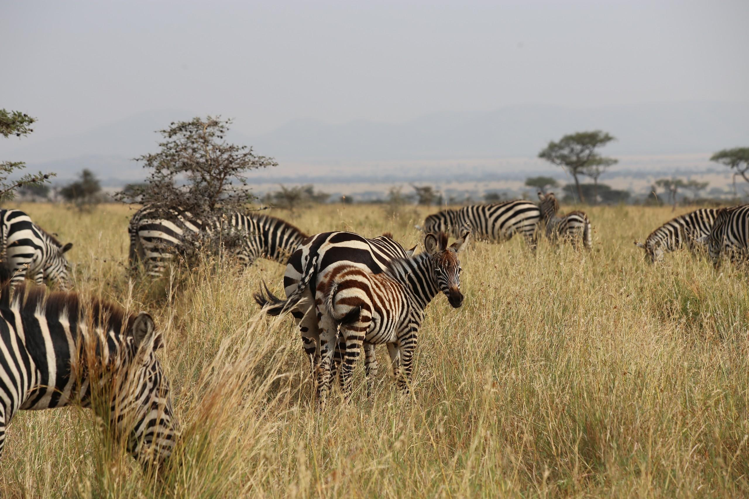 Seronera Serengeti Central Join Up Safaris